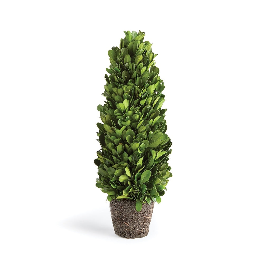 Boxwood Cone Topiary Drop-In 12