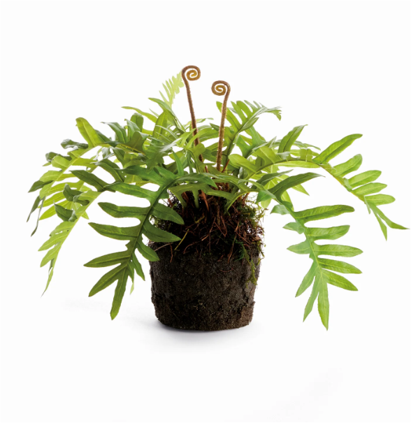 Hare's Foot Fern Drop-In 12