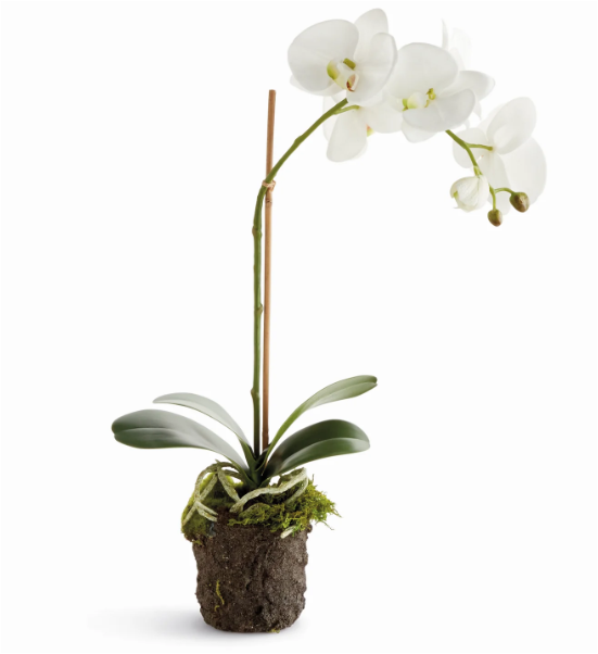 Orchid 21
