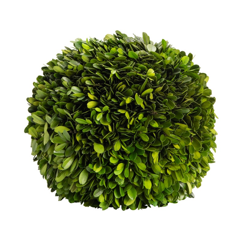 Preserved Boxwood 8