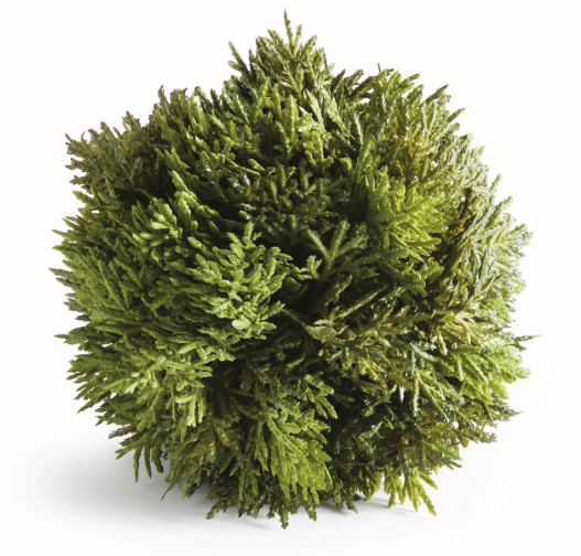 Cypress Orb 5.5