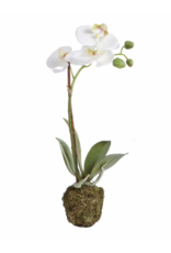 Orchid Phalaenopsis 15