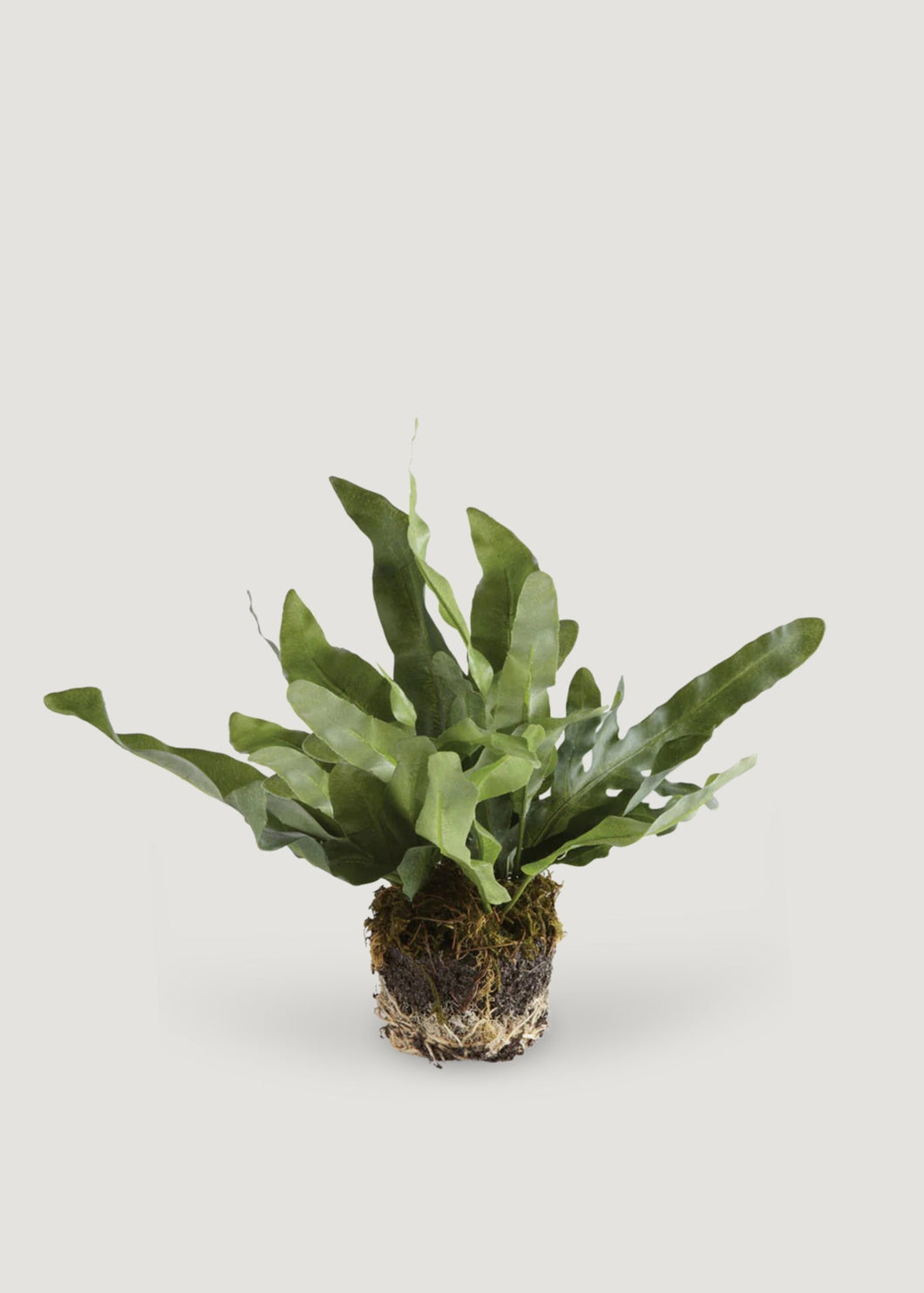 Echeveria Fern Drop-In Plant - 8.5